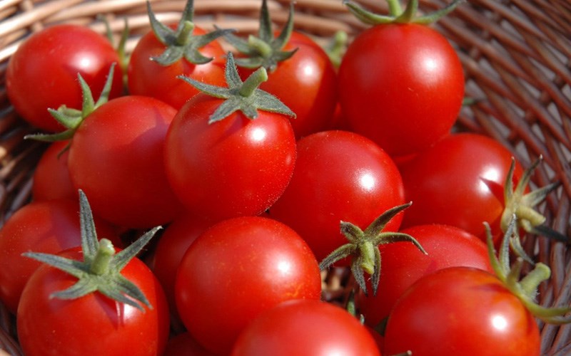Cách chọn mua cà chua tươi ngon