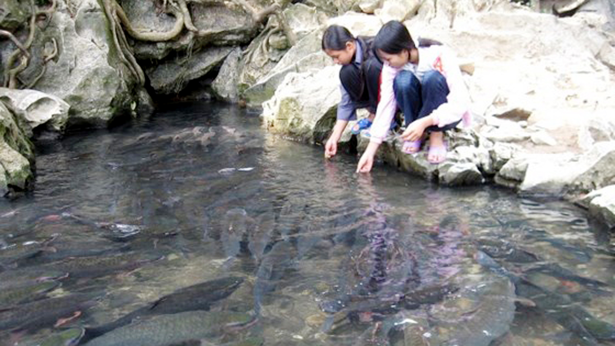Thông tin về suối cá thần Cẩm Lương