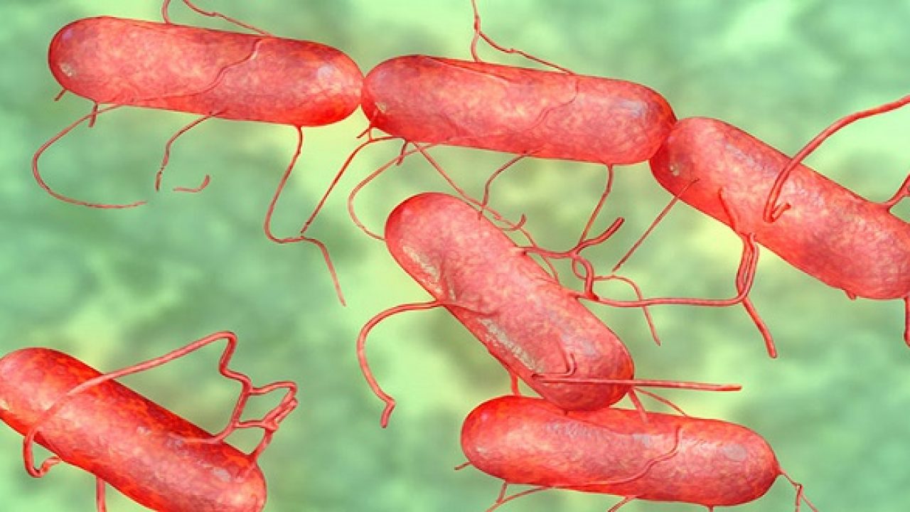 Nhiễm vi khuẩn Salmonella